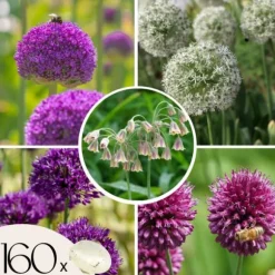 Allium lökar - Set om 160 - Allium - Blomlökar - Flerfärgad