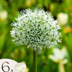 Allium lökar - Set om 6 - Allium 'Mount Everest' - Blomlökar - Vit