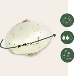 Allium lökar - Set om 6 - Allium 'Mount Everest' - Blomlökar - Vit