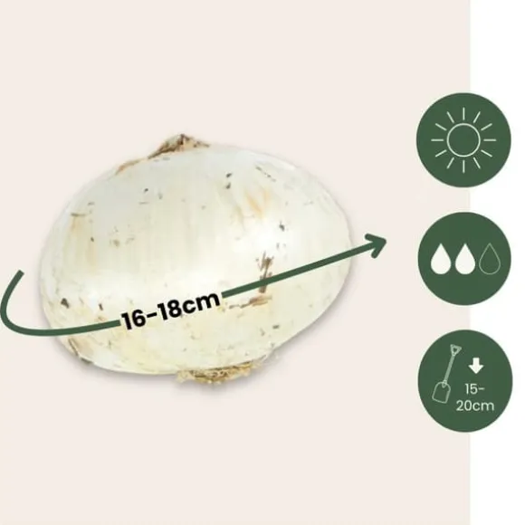 Allium lökar - Set om 6 - Allium 'Mount Everest' - Blomlökar - Vit