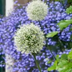 Allium lökar - Set om 6 - Allium 'Mount Everest' - Blomlökar - Vit