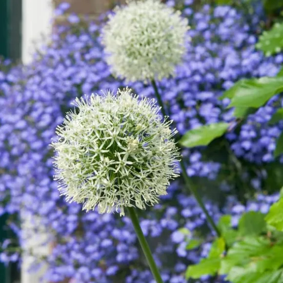 Allium lökar - Set om 6 - Allium 'Mount Everest' - Blomlökar - Vit