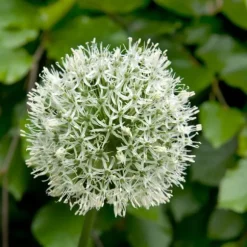Allium lökar - Set om 6 - Allium 'Mount Everest' - Blomlökar - Vit