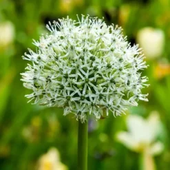 Allium lökar - Set om 6 - Allium 'Mount Everest' - Blomlökar - Vit