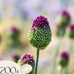 Allium lökar - Set om 200 - Allium 'Sphaerocephalon' - Blomlökar - Purpur