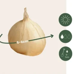 Allium lökar - Set om 200 - Allium 'Sphaerocephalon' - Blomlökar - Purpur