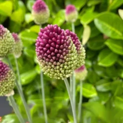 Allium lökar - Set om 200 - Allium 'Sphaerocephalon' - Blomlökar - Purpur