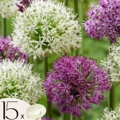 Allium lökar - Sæt om 15 - Allium 'Purple, 'White' - Blomlökar