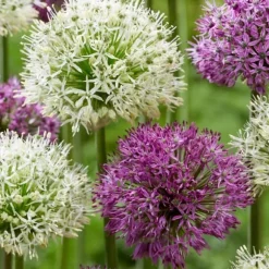 Allium lökar - Sæt om 15 - Allium 'Purple, 'White' - Blomlökar