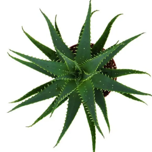 Aloe aborescens i en kruka på 19 cm