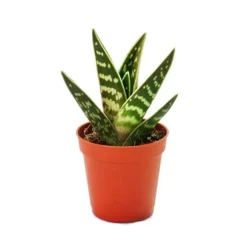 Aloe variegata - Aloe vera - Tiger aloe - medelstor växt i kruka 8,5 cm