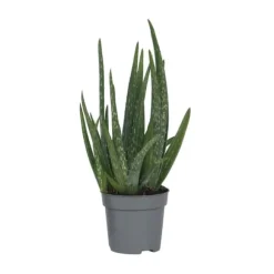 Aloe vera - Aloe barbadensis - Höjd 25-40cm - Pot 10,5cm