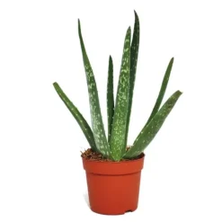 Aloe vera - ca. 2 år - 10,5cm kruka