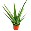 Aloe vera - ca. 4-5 år - 15cm kruka