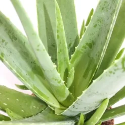 Aloe vera - ca. 4-5 år - 15cm kruka