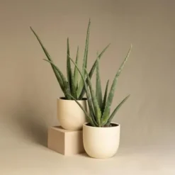 Aloe vera - Set om 3 - Aloe barbadensis - Höjd 25-40cm - ⌀10,5cm