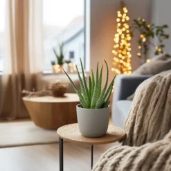 Aloe vera - Set om 3 - Aloe barbadensis - Höjd 25-40cm - ⌀10,5cm