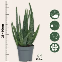 Aloe vera - Set om 3 - Aloe barbadensis - Höjd 25-40cm - ⌀10,5cm