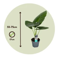 Alokasia - Set om 2 - Alocasia 'Odora' - Höjd 55-75cm - ⌀17cm