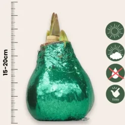 Amaryllis - Hippeastrum 'Glittrande Duo' - Röd och Grön