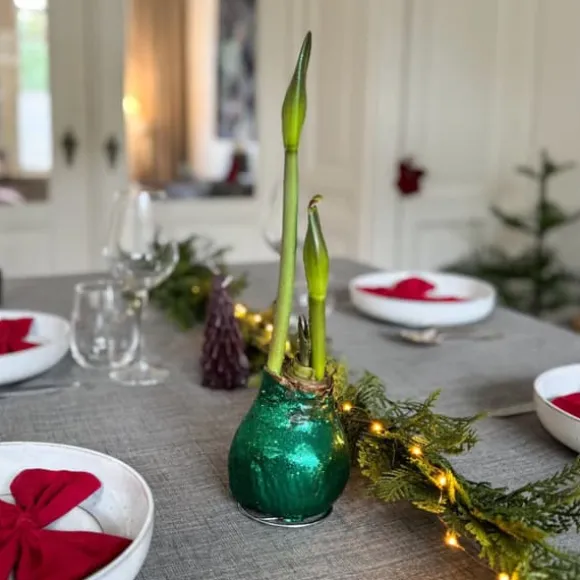 Amaryllis - Hippeastrum 'Glittrande Duo' - Röd och Grön