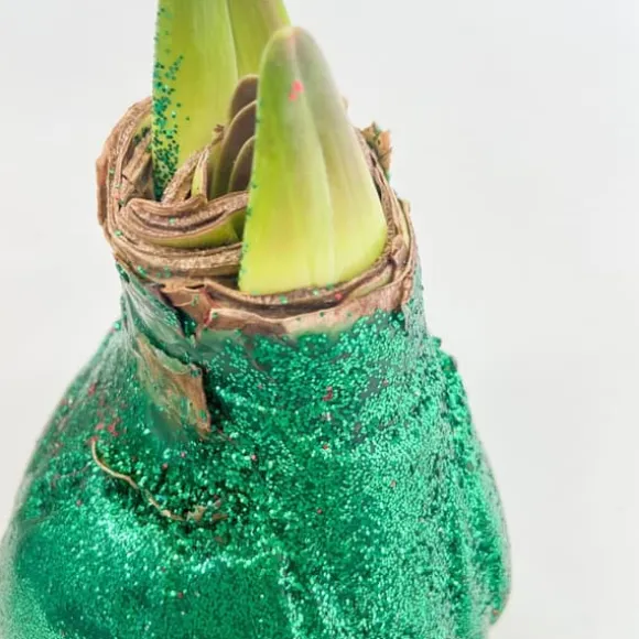 Amaryllis - Hippeastrum 'Glittrande Duo' - Röd och Grön