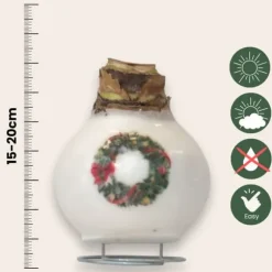 Amaryllis - Hippeastrum 'Porslinsvax Krans'