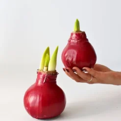 Amaryllis - Hippeastrum 'Wax Bordeaux' - Lök - Röda blommor