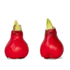 Amaryllis - Hippeastrum 'Wax Red' - Lök - Röda blommor