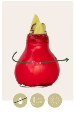 Amaryllis - Hippeastrum 'Wax Red' - Lök - Röda blommor