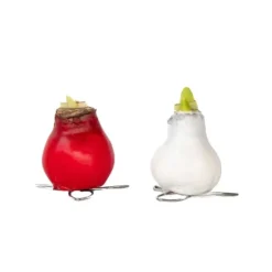 Amaryllis - Hippeastrum 'Wax Mix Red White' - Lök - Röda blommor