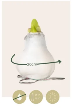 Amaryllis - Hippeastrum 'Wax Mix Red White' - Lök - Röda blommor