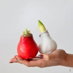 Amaryllis - Hippeastrum 'Wax Mix Red White' - Lök - Röda blommor