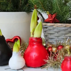 Amaryllis - Hippeastrum 'Wax Mix Red White' - Lök - Röda blommor