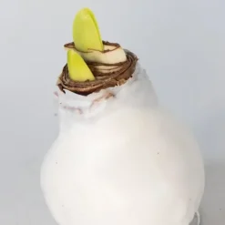 Amaryllis - Hippeastrum 'Wax Mix Red White' - Lök - Röda blommor