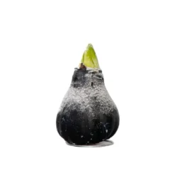 Amaryllis - Hippeastrum 'Wax Snow Black' - Lök - Röda blommor