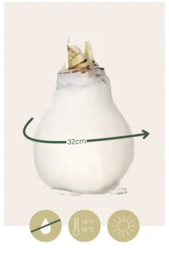 Amaryllis - Hippeastrum 'Wax Snow White' - Lök - Röda blommor