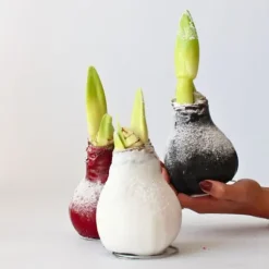 Amaryllis - Hippeastrum 'Wax Snow White' - Lök - Röda blommor