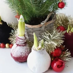 Amaryllis - Hippeastrum 'Wax Snow White' - Lök - Röda blommor