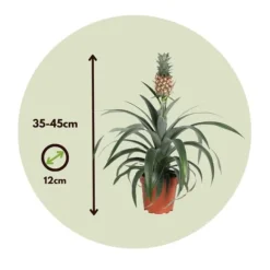 Ananasväxt - Set om 2 - Ananas comosus 'Mi Amigo' - Höjd 35-45cm - ⌀12cm