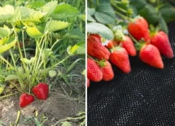 Antirotduk - Agrotextil - 1,1 x 50 m - 50 slipade stift