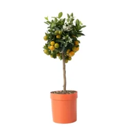 Apelsinträd - Citrus mitis 'Calamondin' - Höjd 55-65cm - ⌀19cm