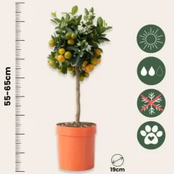 Apelsinträd - Citrus mitis 'Calamondin' - Höjd 55-65cm - ⌀19cm