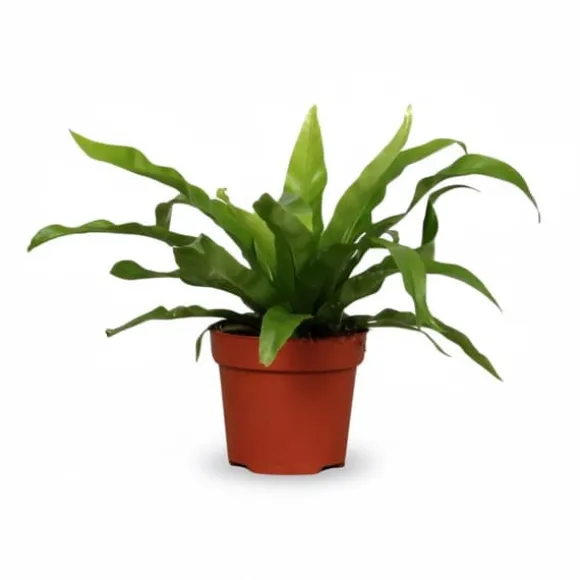 Asplenium Antiquum i Rund Kruka Ø12cm, Höjd ca 25cm