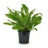 Asplenium Campio Ormbunke Ø17 cm Höjd ca 50 cm