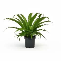 Asplenium Krukväxt Ø17cm, Höjd ca 40cm - Grön Inomhusväxt