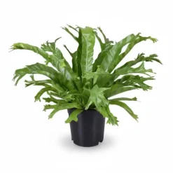 Asplenium Nidus Ormbunke - Kruka Ø17 cm, Höjd ca 40 cm