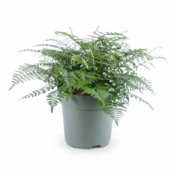 Asplenium Parvati - Grön inomhusväxt Ø27 cm H50 cm
