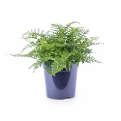 Asplenium Parvati Ormbunke Ø21 cm Höjd ca 40 cm - Grön Växt för Hemmet