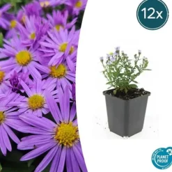 Aster dumosum 'Prof. Anton Kippenberg' - 9 cm kruka - Set med 12 växter